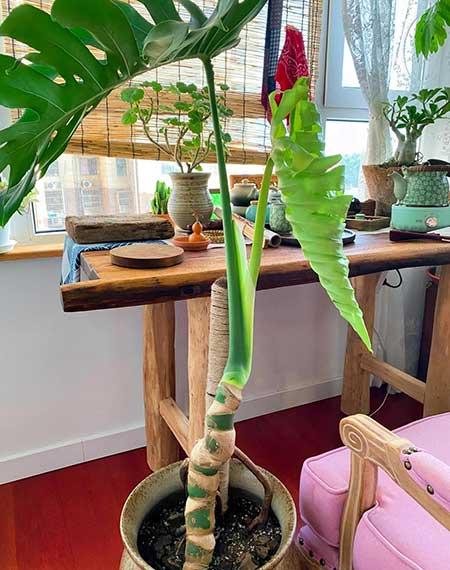 适合在卧室内养的花