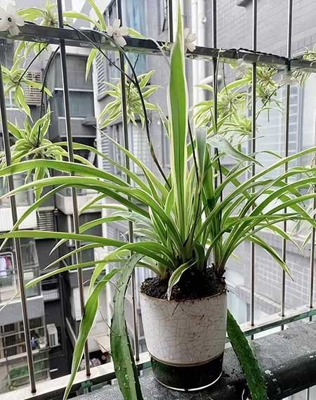 适合在卧室内养的花
