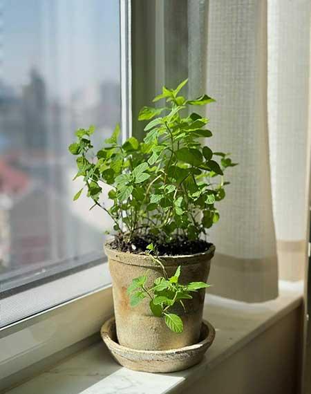 适合在卧室内养的花