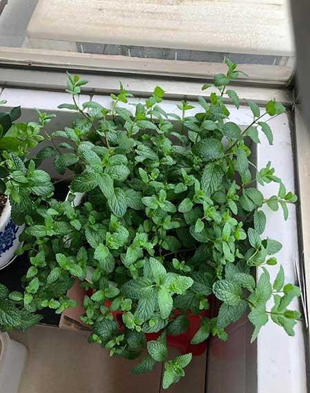 适合在卧室内养的花