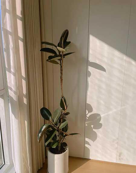 适合在卧室内养的花