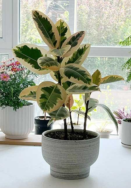 适合在卧室内养的花
