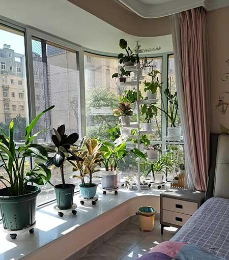 适合在卧室内养的花