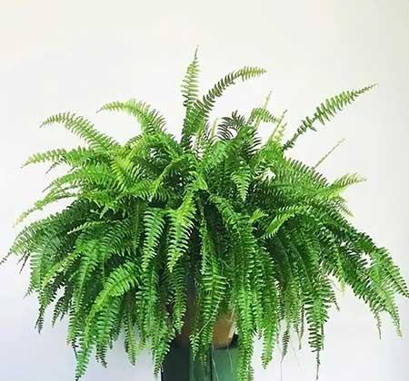 适合在卧室内养的花