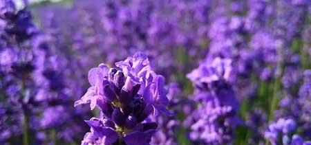 适合在卧室内养的花