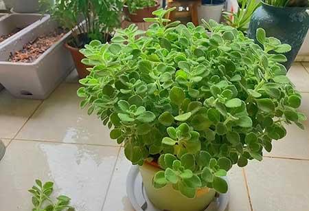 适合在卧室内养的花