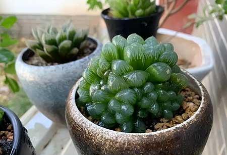 适合在卧室内养的花