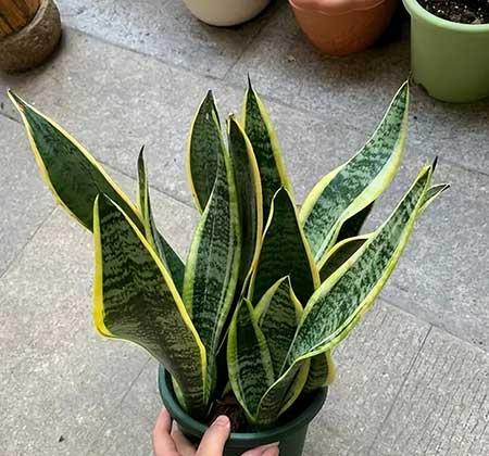 适合在卧室内养的花