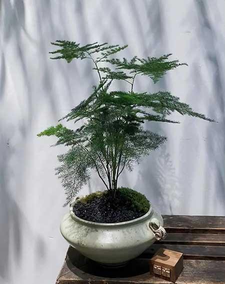 适合在卧室内养的花