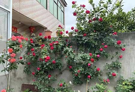 适合养在庭院的花