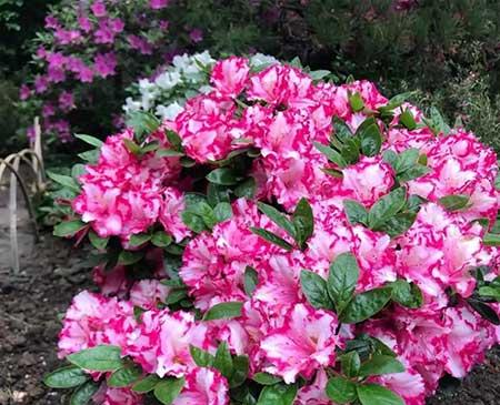 适合养在庭院的花