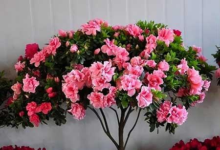 适合养在庭院的花
