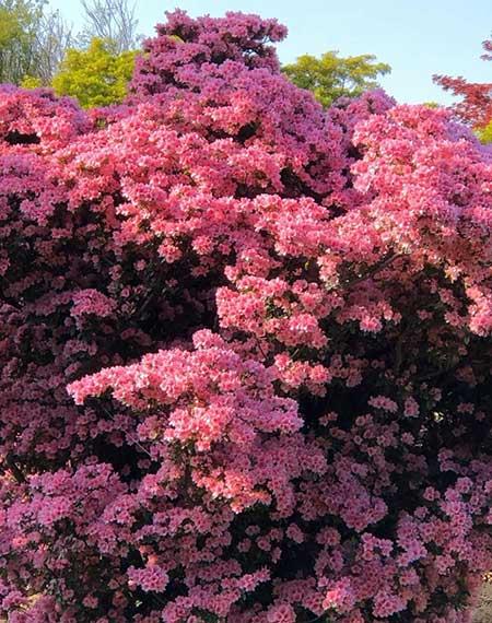 适合养在庭院的花