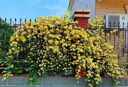 适合养在庭院的花