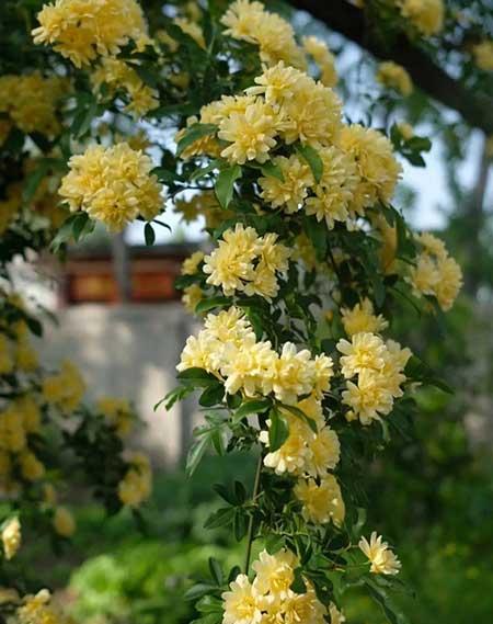 适合养在庭院的花