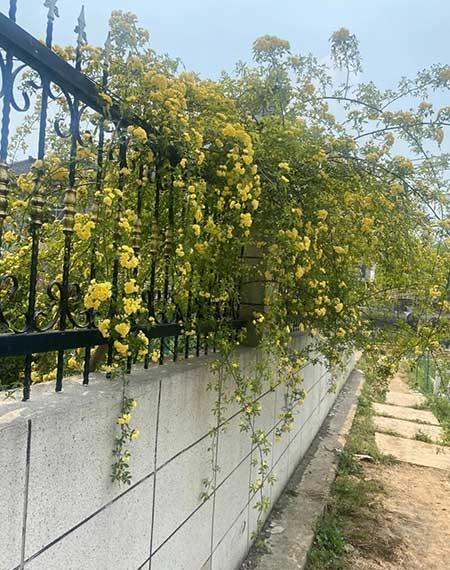 适合养在庭院的花