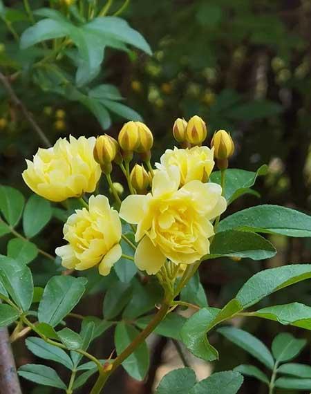 适合养在庭院的花