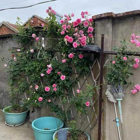 适合养在庭院的花