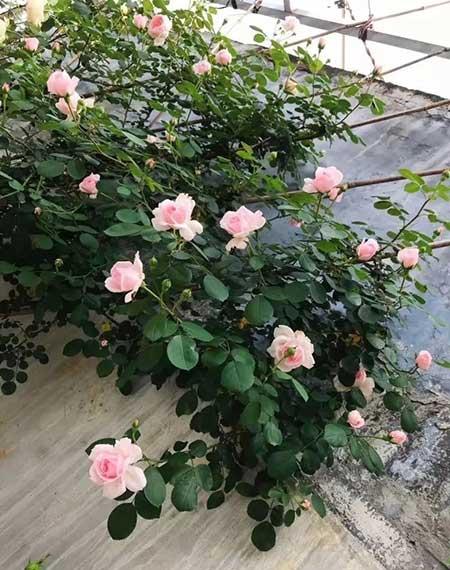 适合养在庭院的花