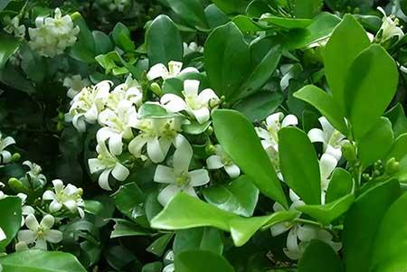 家里宜养什么花草