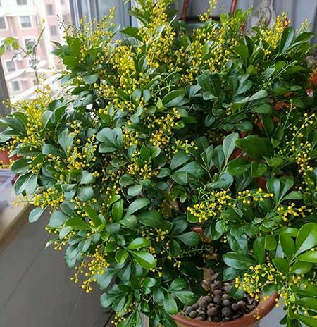 家里宜养什么花草