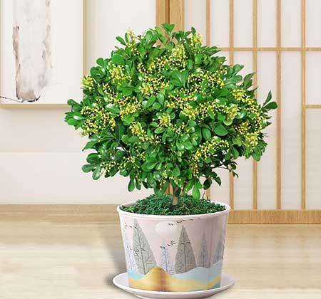 家里宜养什么花草