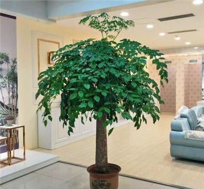 适合屋里养的大型绿植