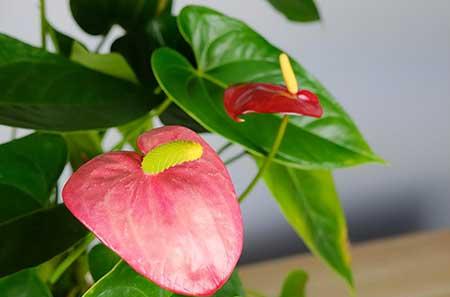 适合室内阳台养的花和植物