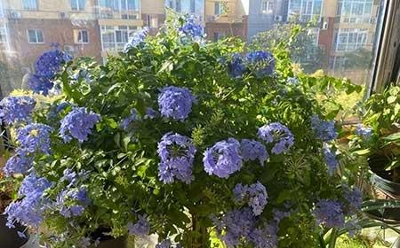 适合室内阳台养的花