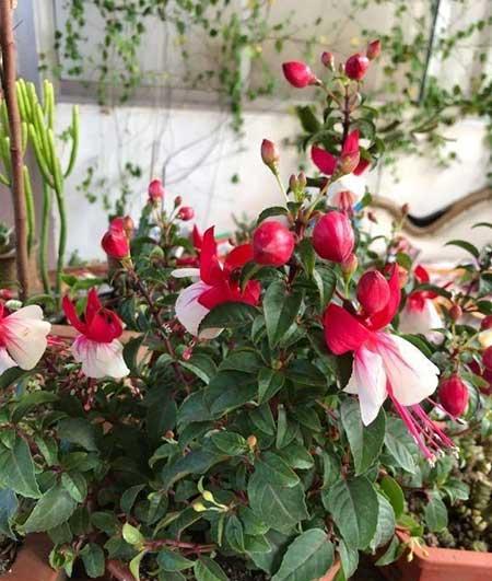 适合室内阳台养的花