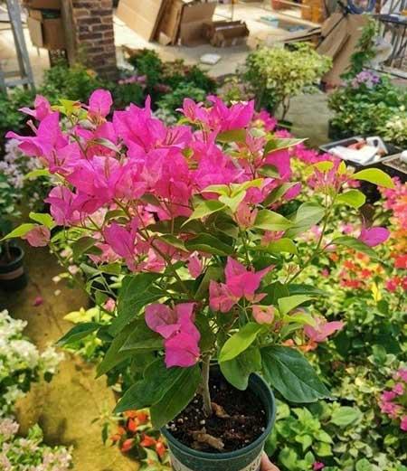 适合室内阳台养的花