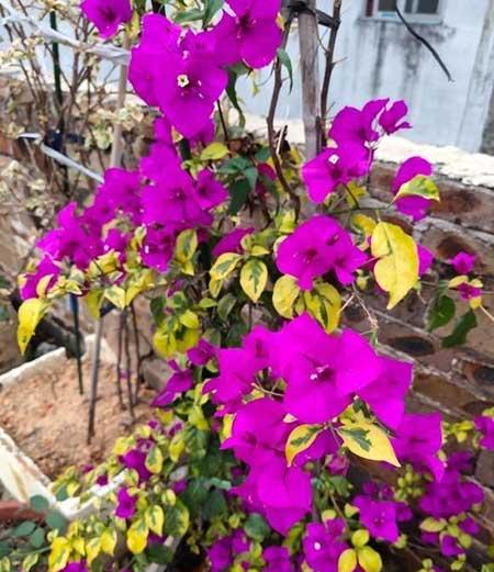 适合室内阳台养的花