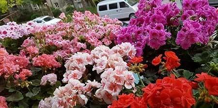 适合室内阳台养的花