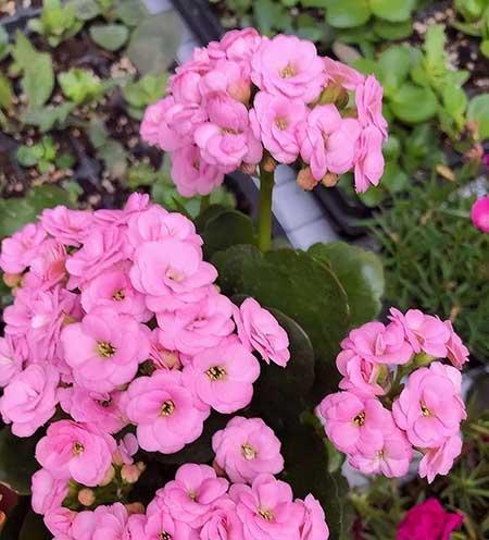 适合室内阳台养的花