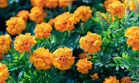 适合老人室内养的花