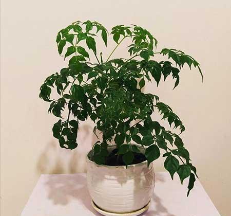 适合老人室内养的花