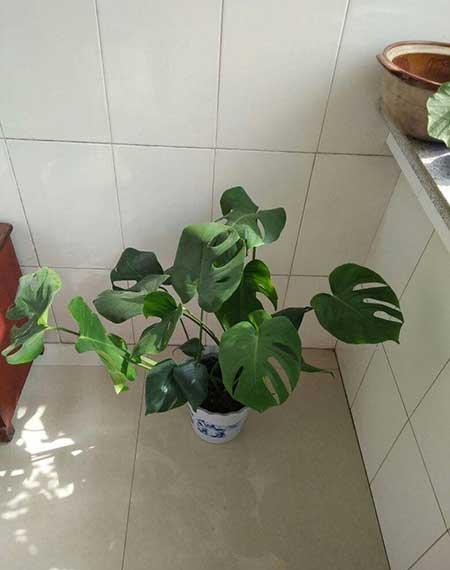 适合家庭养殖的喜阴绿植