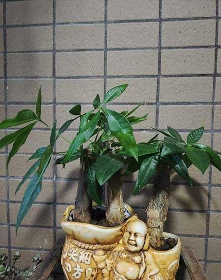 适合家庭养殖的喜阴绿植