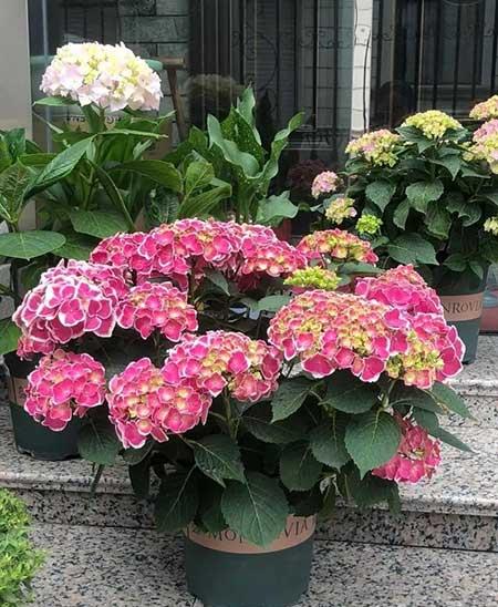 适合家庭阳台养的花