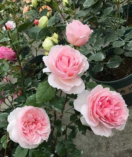 适合家庭阳台养的花