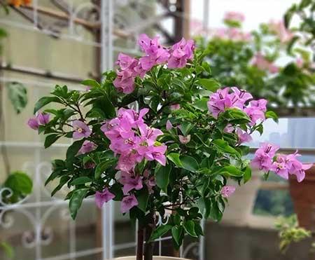 适合家庭阳台养的花