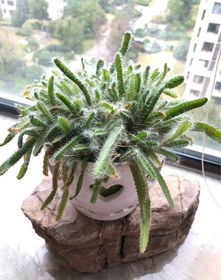 适合大缸养的花