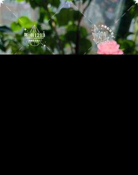 适合大缸养的花