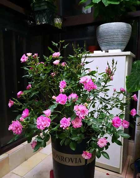 适合大缸养的花