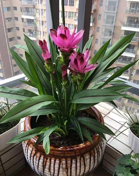 适合大缸养的花