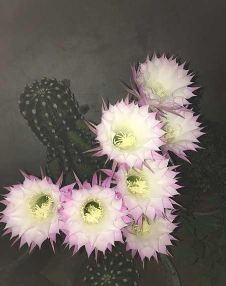 适合大缸养的花