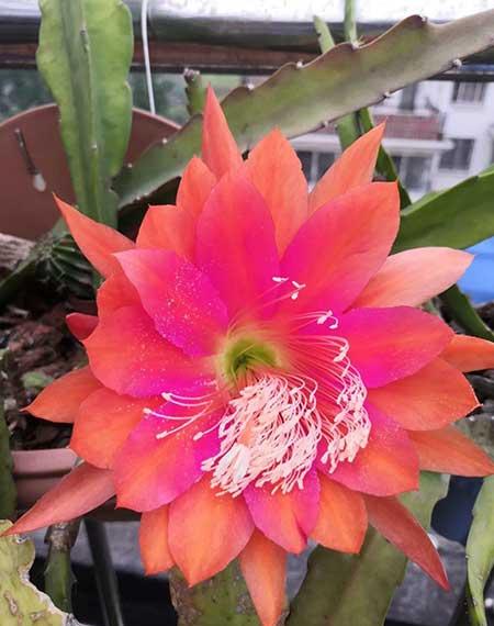 适合大缸养的花
