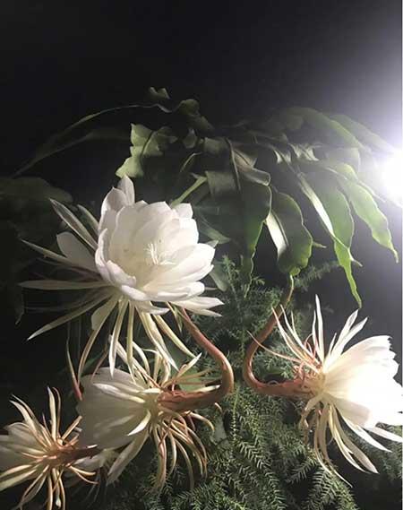 适合大缸养的花
