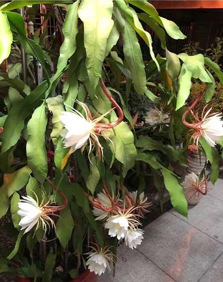 适合大缸养的花