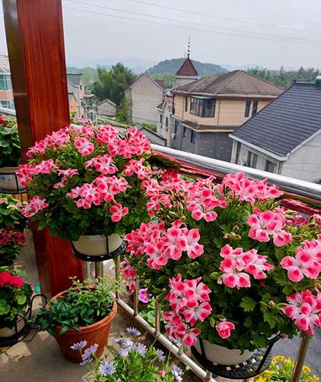 适合北方养的花卉盆栽